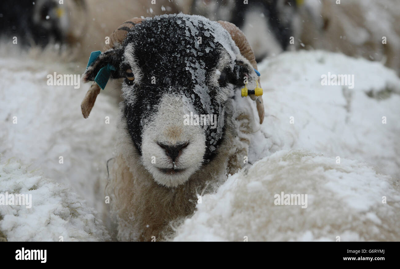 Moutons dans le North Yorkshire, alors que des blizzards balaient le nord du pays. Banque D'Images