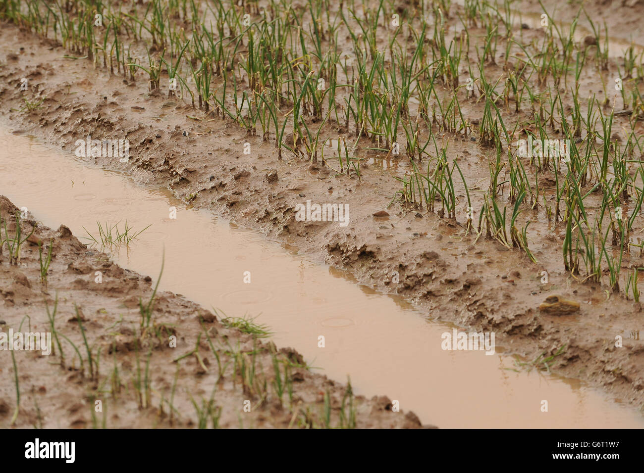 Les cultures commencent à se manifester sous l'eau d'inondation dans un champ inondé à Severn Stoke, dans le Worcestershire. Banque D'Images