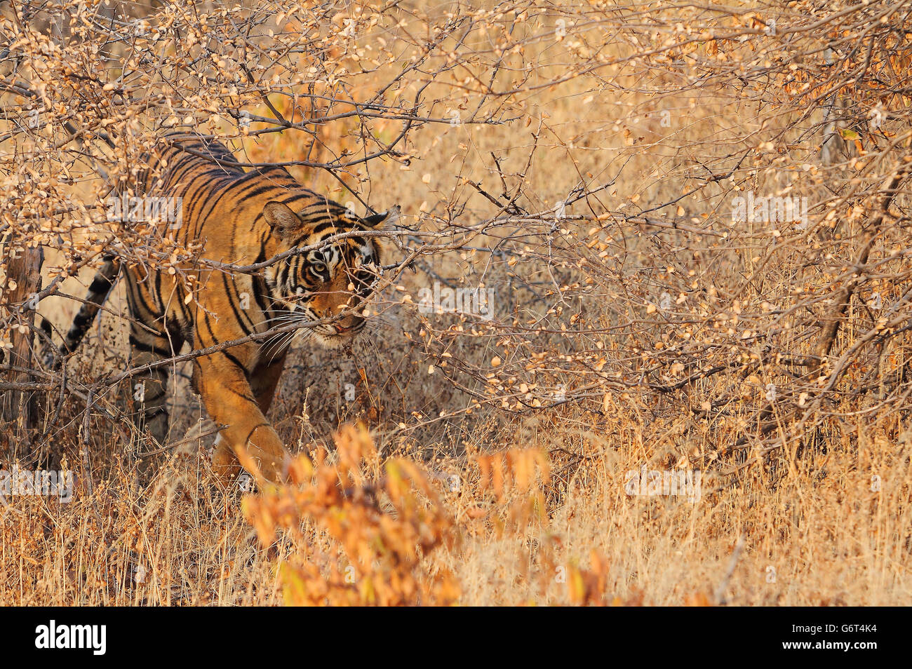 Un jeune tigre marchant dans les bosquets Banque D'Images