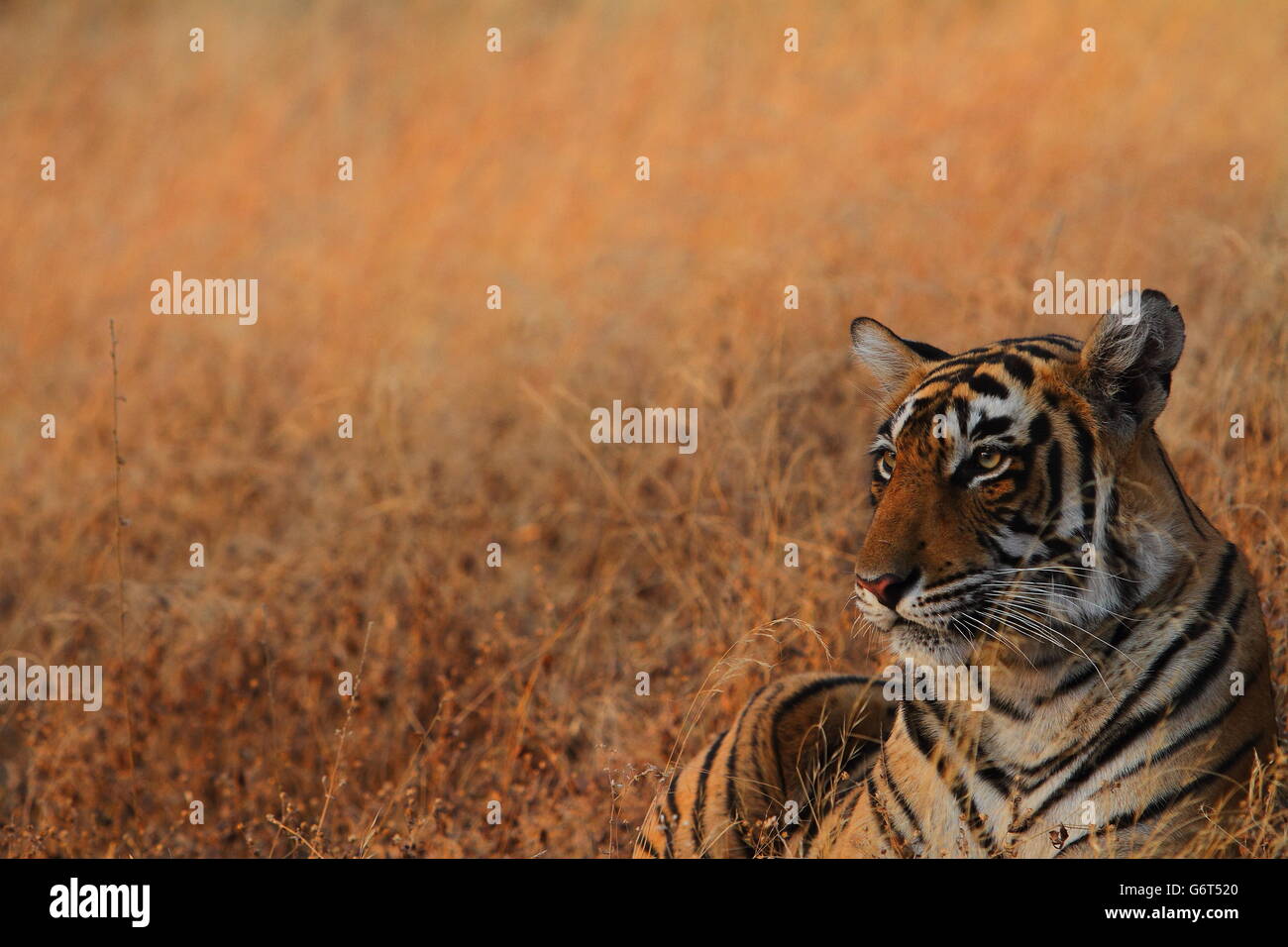Un tigre du Bengale Close up Banque D'Images