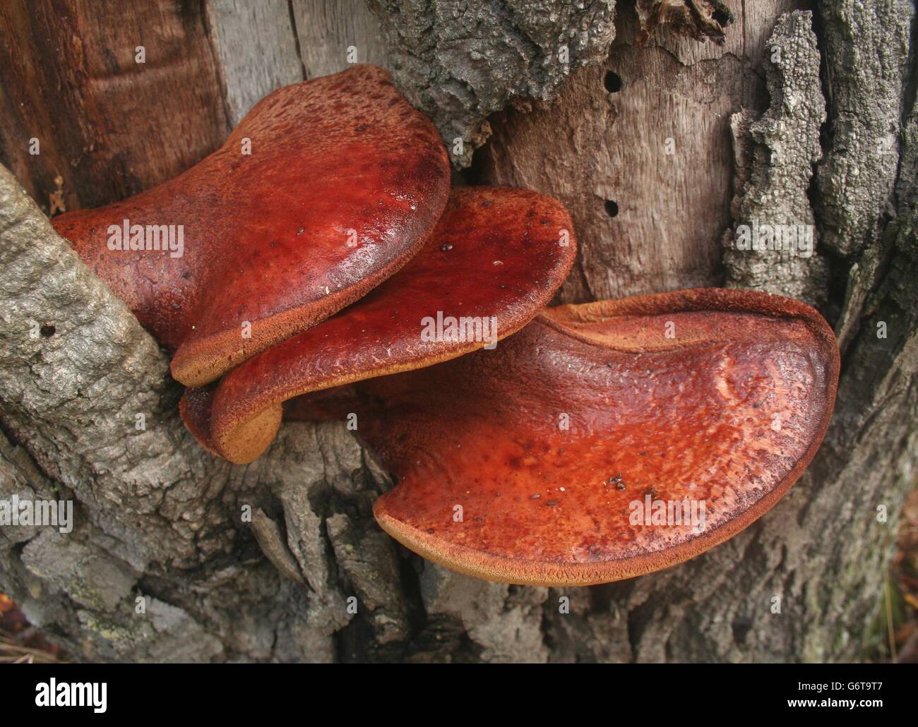 Champignon Beefsteak également connu sous le nom de langue de boeuf (Fistulina hepatica) est parasitaire champignon qui pousse souvent sur le chêne. Banque D'Images