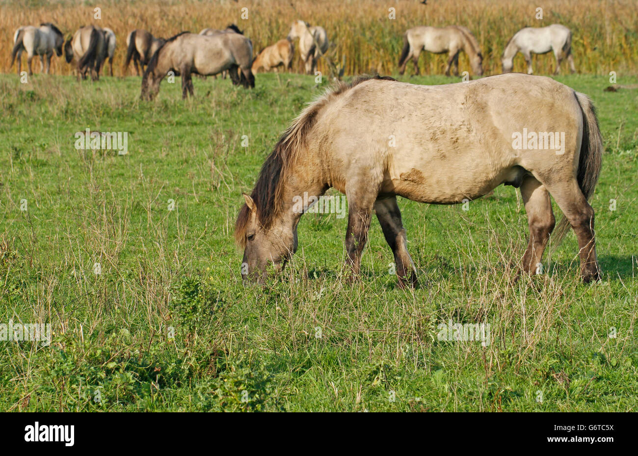 Konik chevaux sauvages dans la réserve naturelle Oostvaardersplassen en Hollande. Banque D'Images