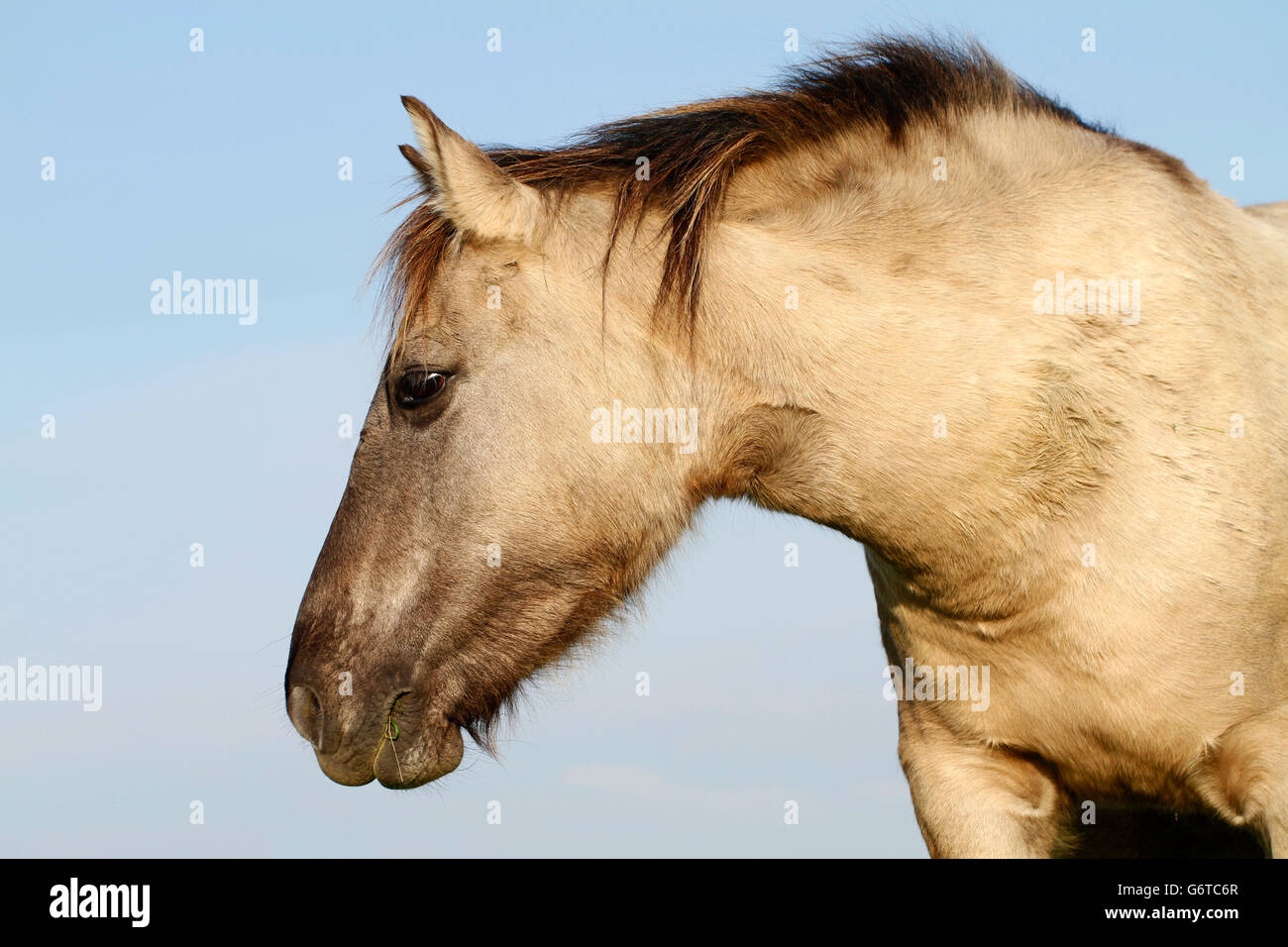 Konik cheval sauvage dans la réserve naturelle Oostvaardersplassen en Hollande. Banque D'Images