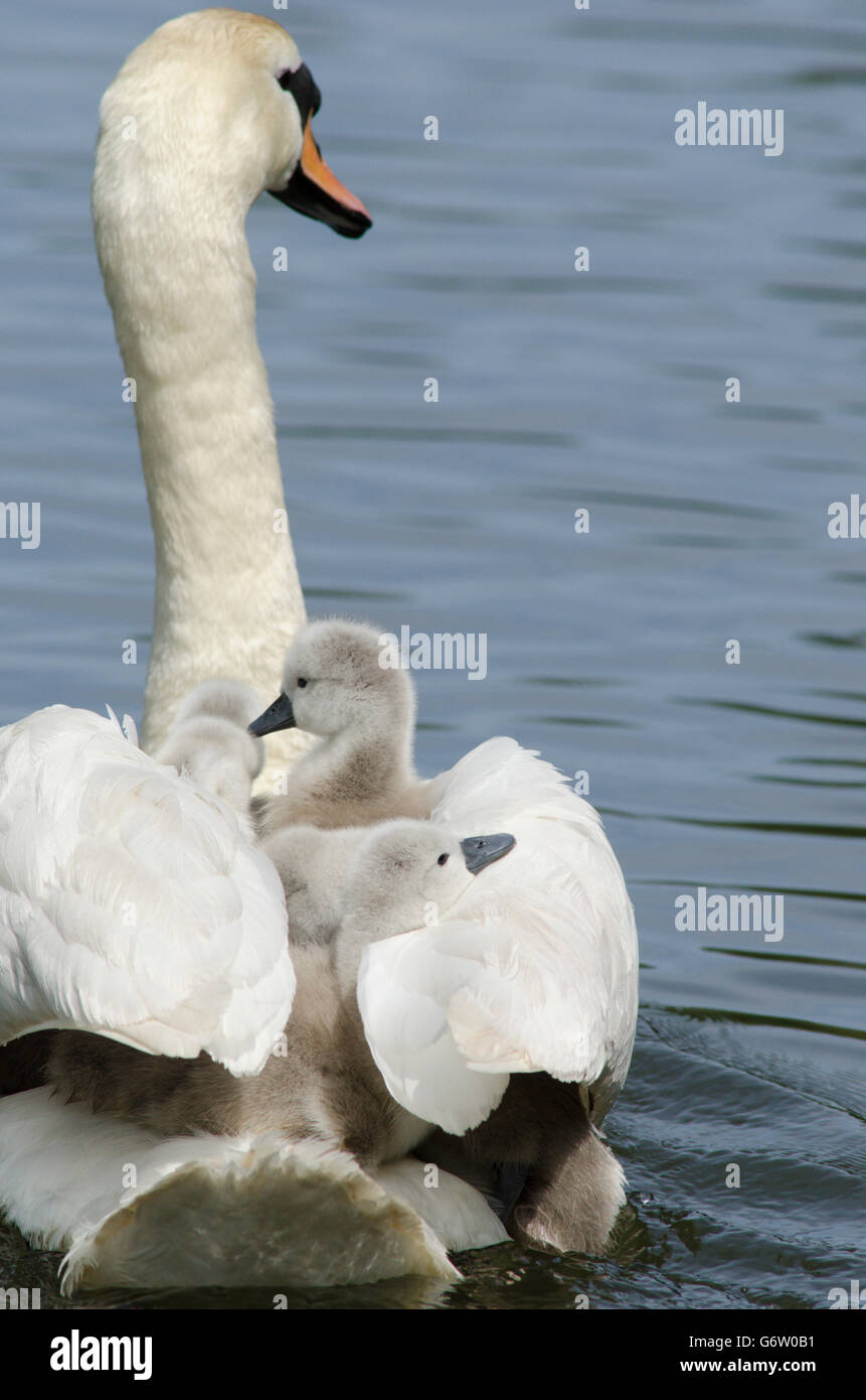 [Le Cygne tuberculé Cygnus olor] portant des bébés sur le dos à la rivière ant, les Norfolk Broads, UK Banque D'Images