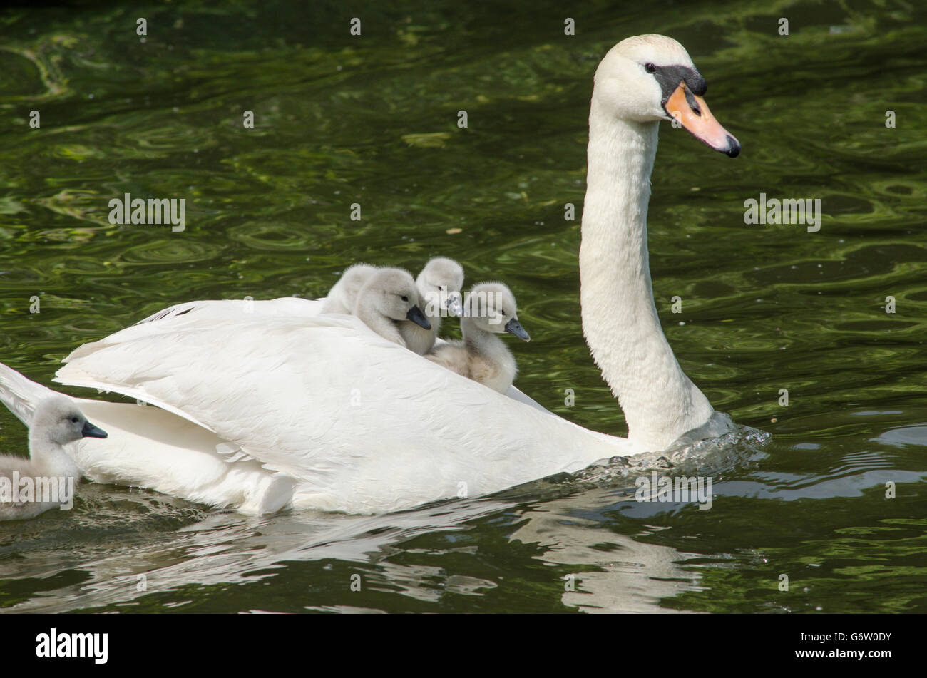 [Le Cygne tuberculé Cygnus olor] portant des bébés sur le dos à la rivière ant, les Norfolk Broads, UK Banque D'Images