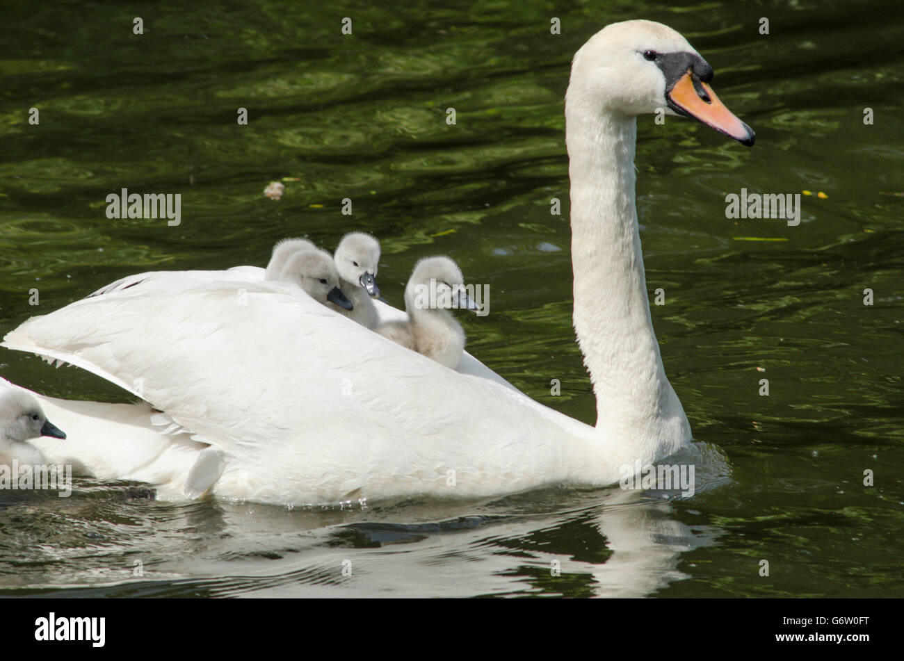 [Le Cygne tuberculé Cygnus olor] portant des bébés sur le dos à la rivière ant, les Norfolk Broads, UK Banque D'Images