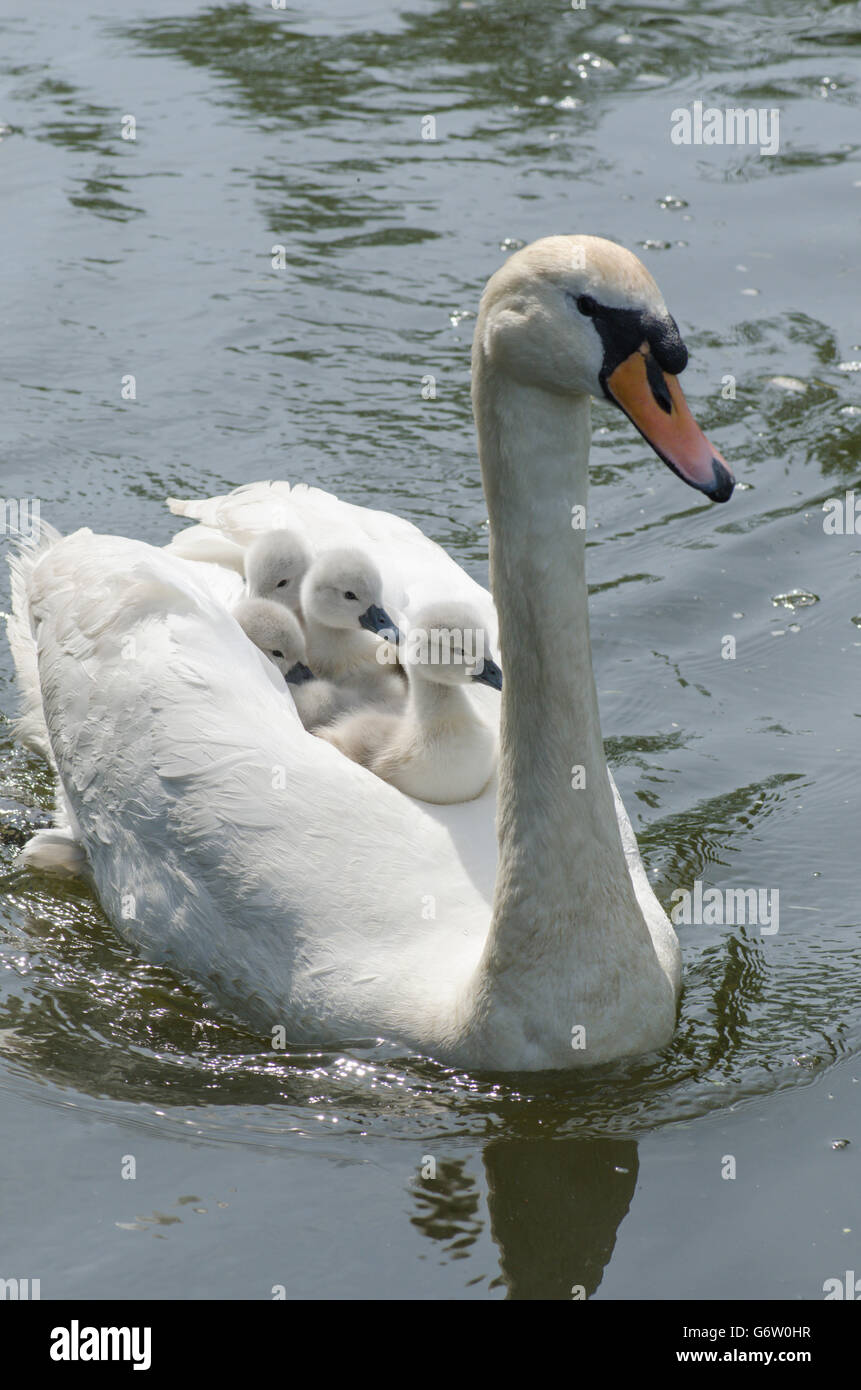 Le Cygne Tubercule Cygnus Olor Portant Des Bebes Sur Le Dos A La Riviere Ant Les Norfolk Broads Uk Photo Stock Alamy Le Cygne Tubercule Cygnus Olor Portant Des Bebes Sur Le Dos A La Riviere Ant Les Norfolk Broads Uk Photo Stock Alamy
