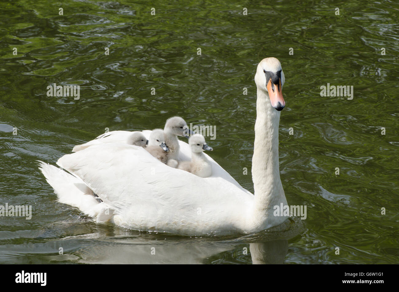 [Le Cygne tuberculé Cygnus olor] portant des bébés sur le dos à la rivière ant, les Norfolk Broads, UK Banque D'Images