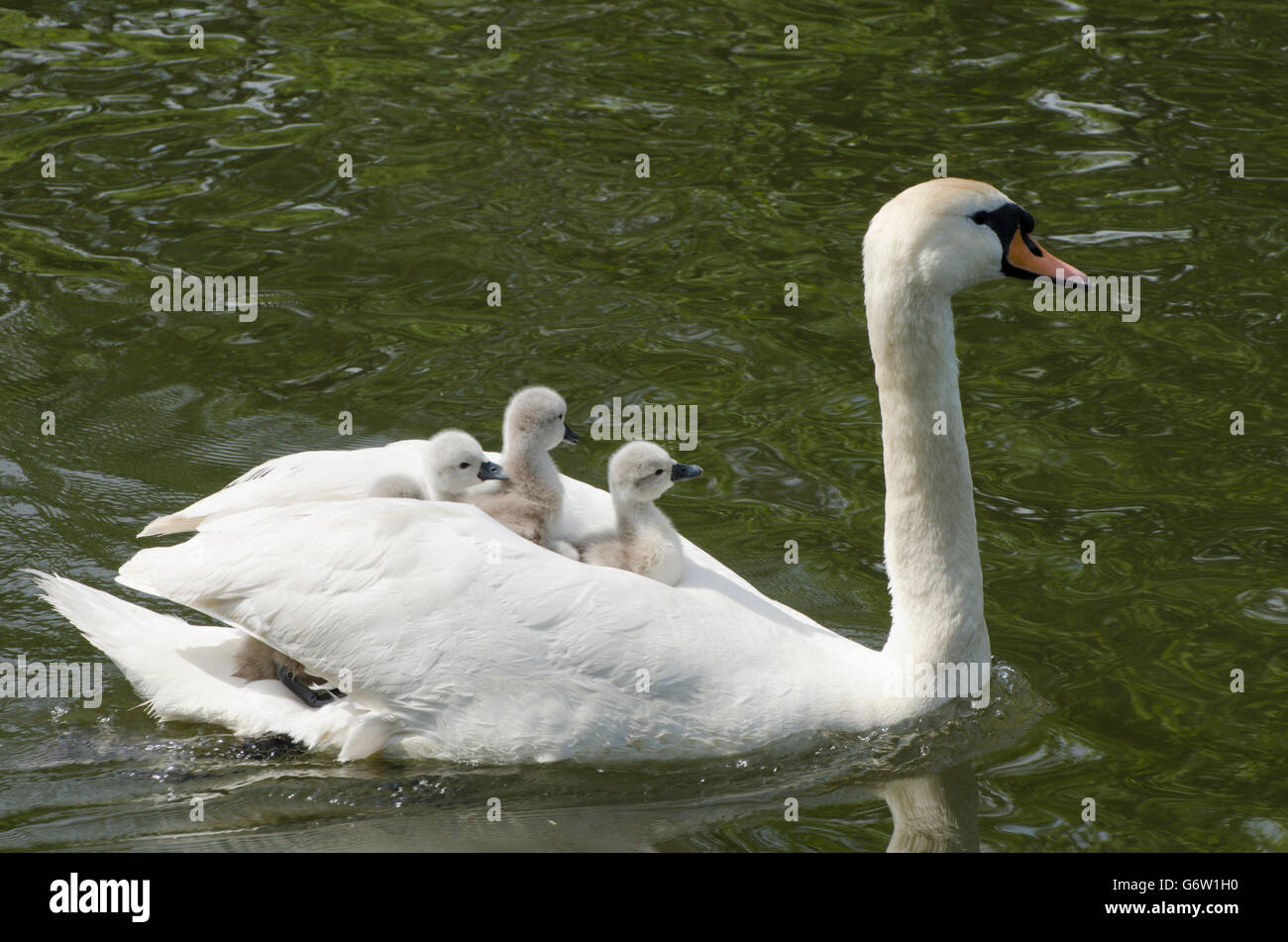 [Le Cygne tuberculé Cygnus olor] portant des bébés sur le dos à la rivière ant, les Norfolk Broads, UK Banque D'Images