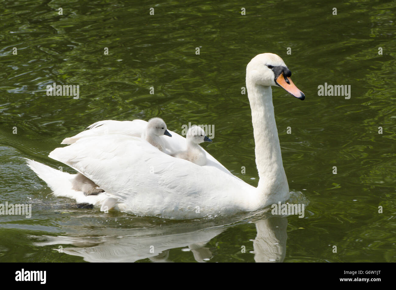 [Le Cygne tuberculé Cygnus olor] portant des bébés sur le dos à la rivière ant, les Norfolk Broads, UK Banque D'Images
