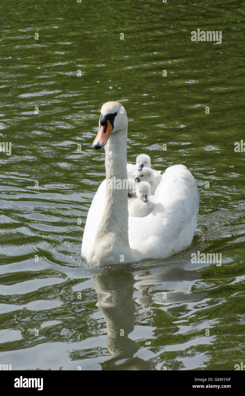 [Le Cygne tuberculé Cygnus olor] portant des bébés sur le dos à la rivière ant, les Norfolk Broads, UK Banque D'Images