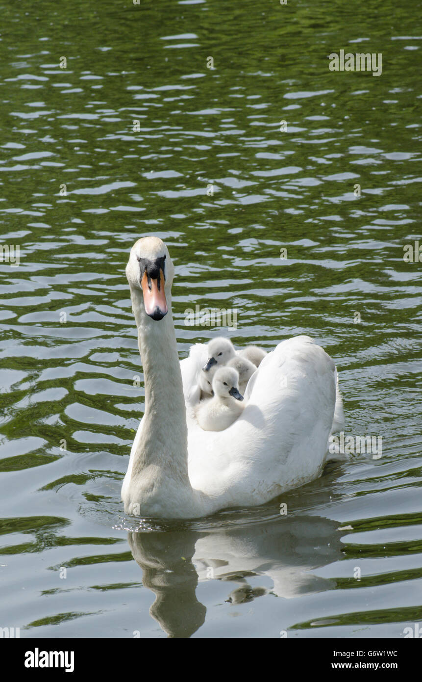 [Le Cygne tuberculé Cygnus olor] portant des bébés sur le dos à la rivière ant, les Norfolk Broads, UK Banque D'Images