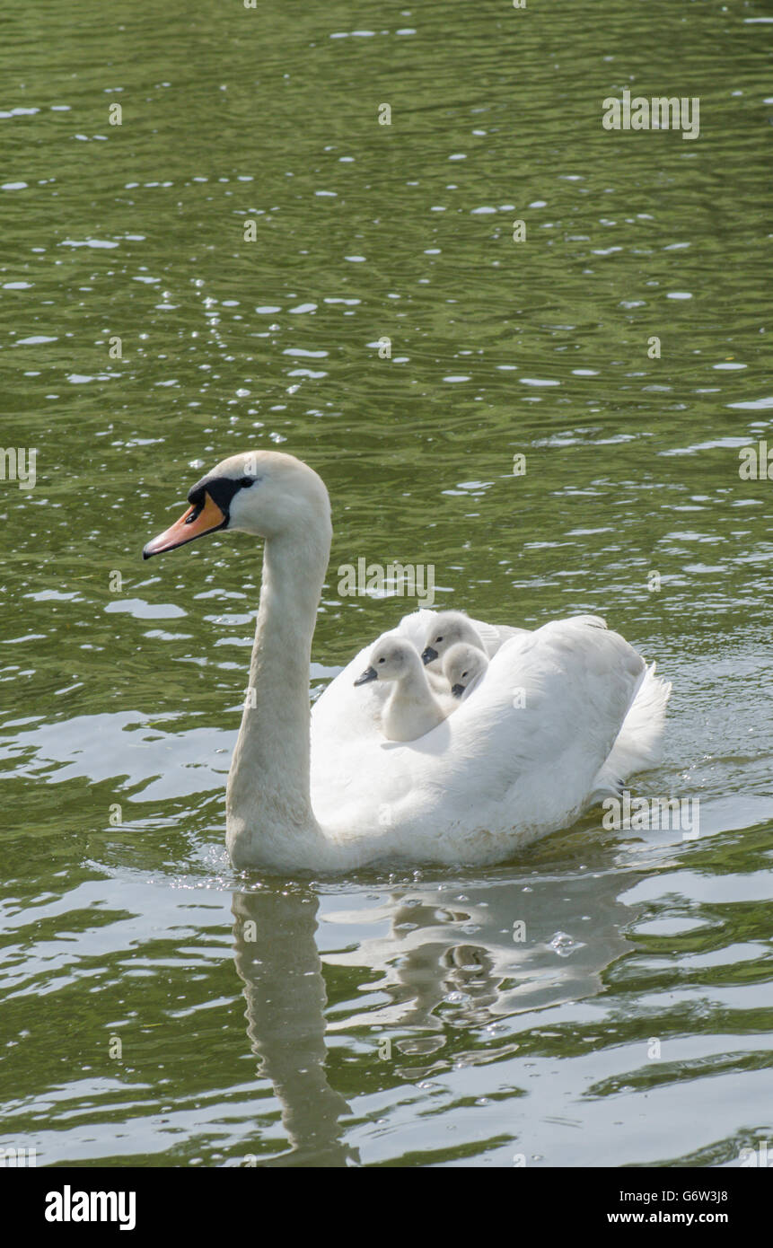 [Le Cygne tuberculé Cygnus olor] portant des bébés sur le dos à la rivière ant, les Norfolk Broads, UK Banque D'Images