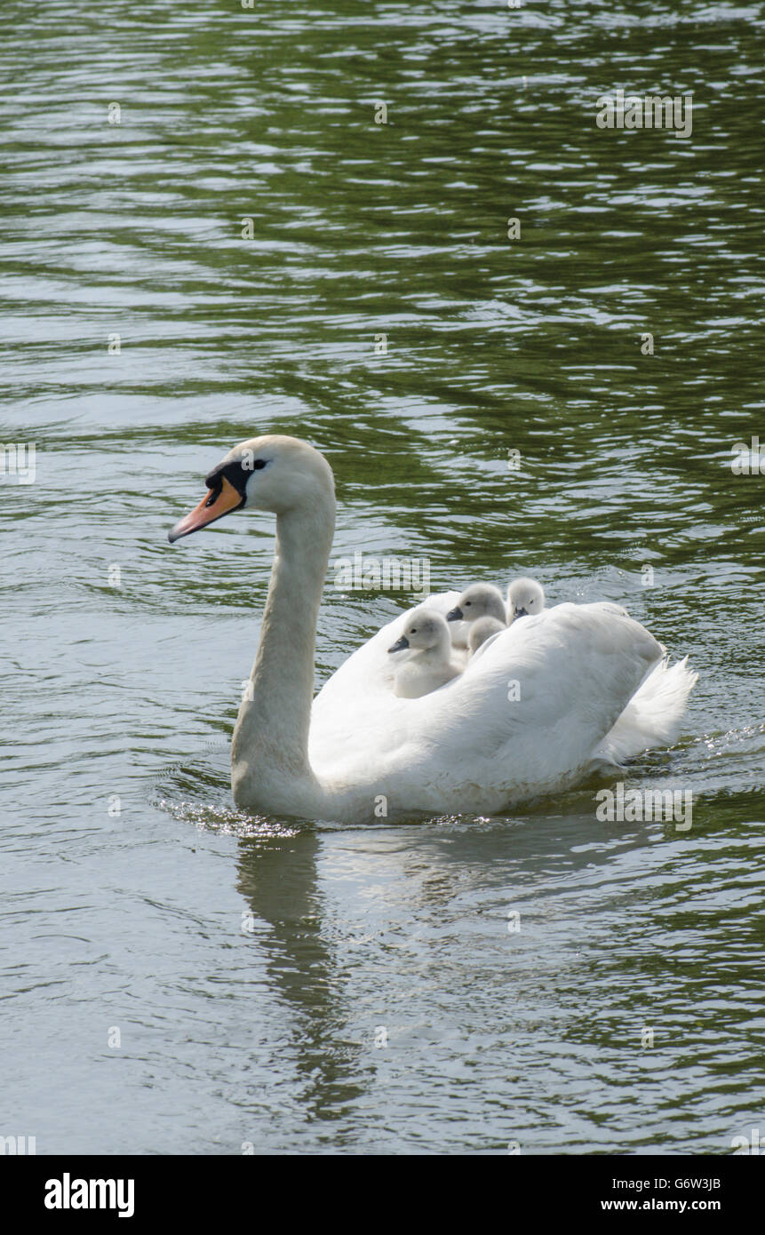 [Le Cygne tuberculé Cygnus olor] portant des bébés sur le dos à la rivière ant, les Norfolk Broads, UK Banque D'Images