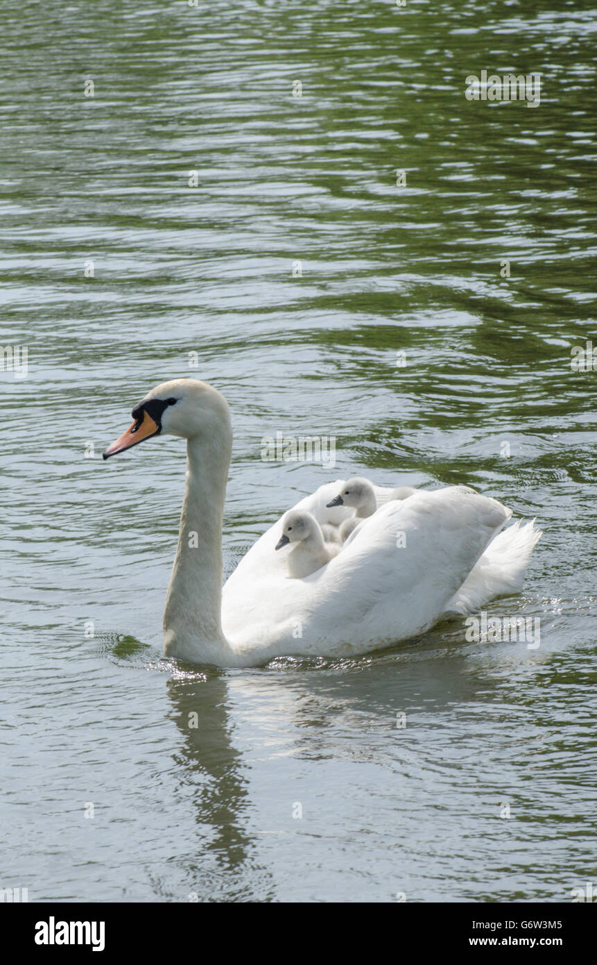 [Le Cygne tuberculé Cygnus olor] portant des bébés sur le dos à la rivière ant, les Norfolk Broads, UK Banque D'Images