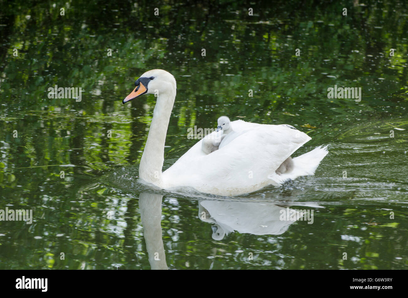 [Le Cygne tuberculé Cygnus olor] portant des bébés sur le dos à la rivière ant, les Norfolk Broads, UK Banque D'Images