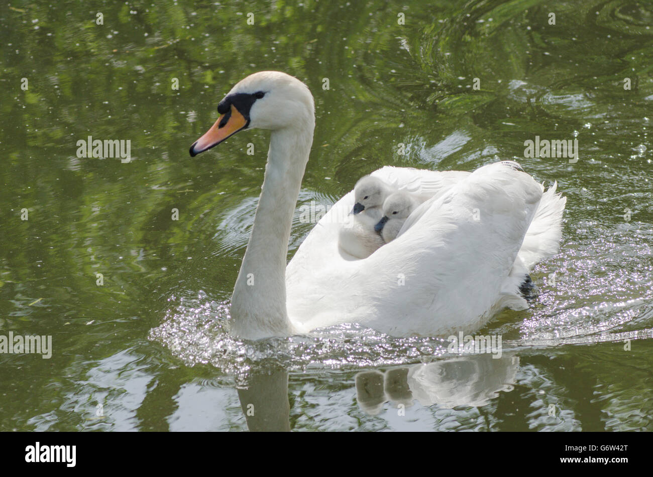 [Le Cygne tuberculé Cygnus olor] portant des bébés sur le dos à la rivière ant, les Norfolk Broads, UK Banque D'Images