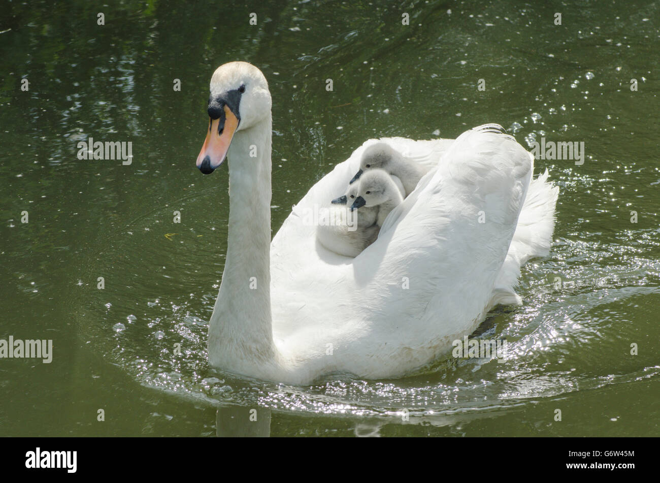 [Le Cygne tuberculé Cygnus olor] portant des bébés sur le dos à la rivière ant, les Norfolk Broads, UK Banque D'Images