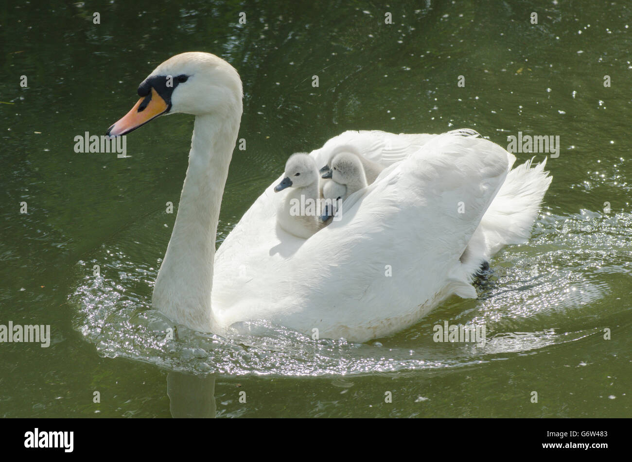 Le Cygne Tubercule Cygnus Olor Portant Des Bebes Sur Le Dos A La Riviere Ant Les Norfolk Broads Uk Photo Stock Alamy