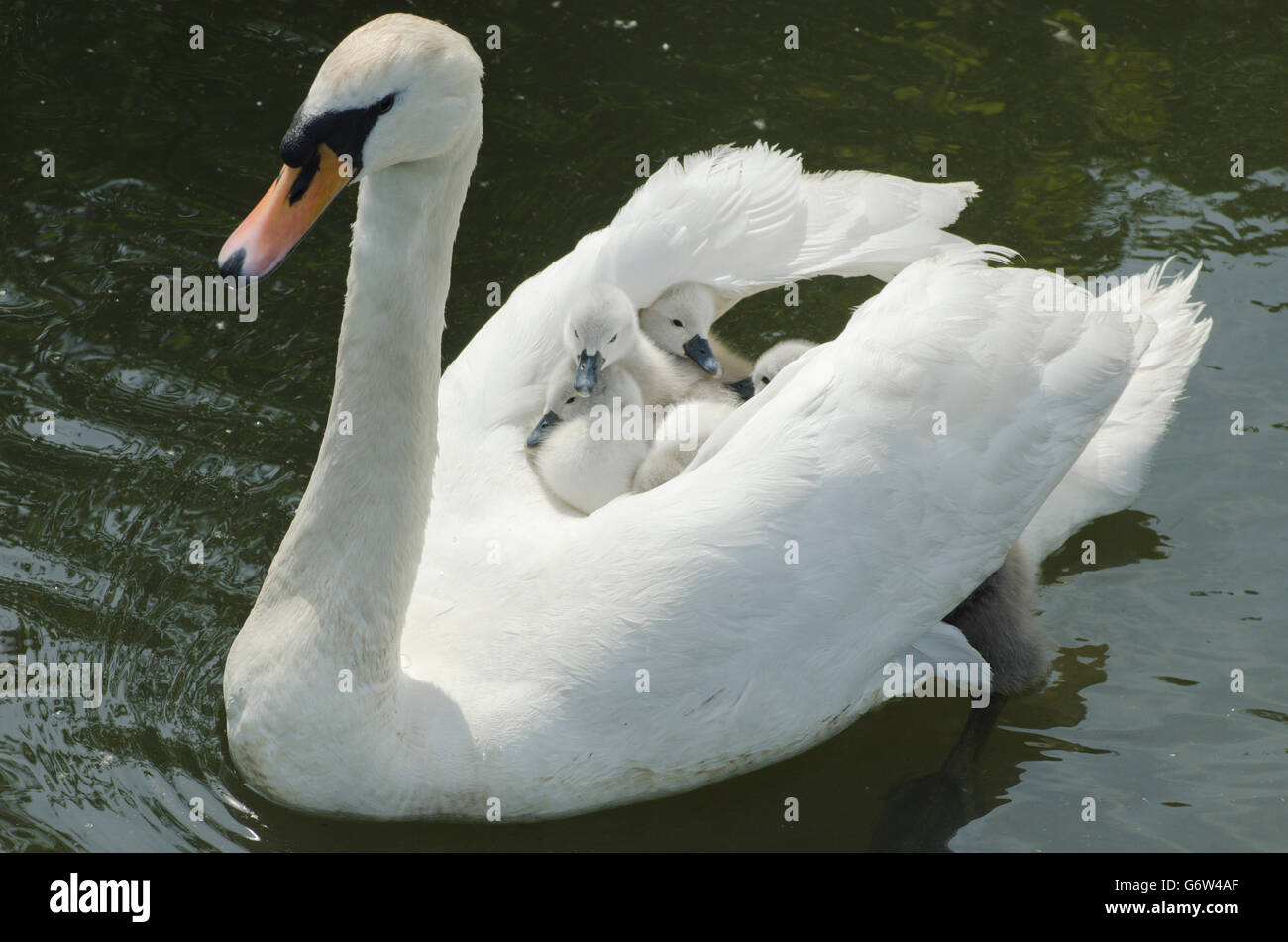 [Le Cygne tuberculé Cygnus olor] portant des bébés sur le dos à la rivière ant, les Norfolk Broads, UK Banque D'Images