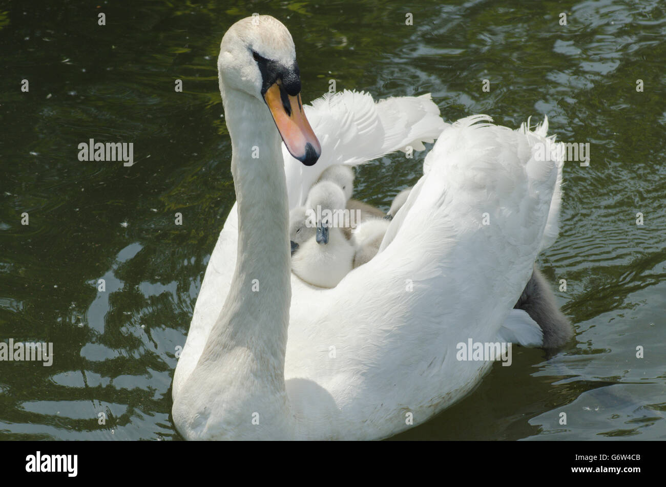 [Le Cygne tuberculé Cygnus olor] portant des bébés sur le dos à la rivière ant, les Norfolk Broads, UK Banque D'Images