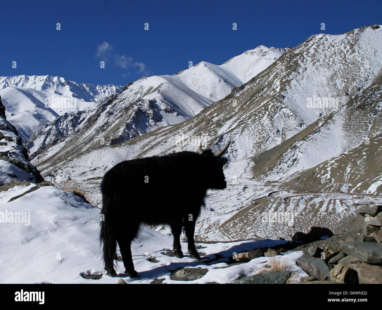 Vache et montagnes de l'Himalaya au Ladakh, Inde. Haute Altitude Hemis National Park. Banque D'Images
