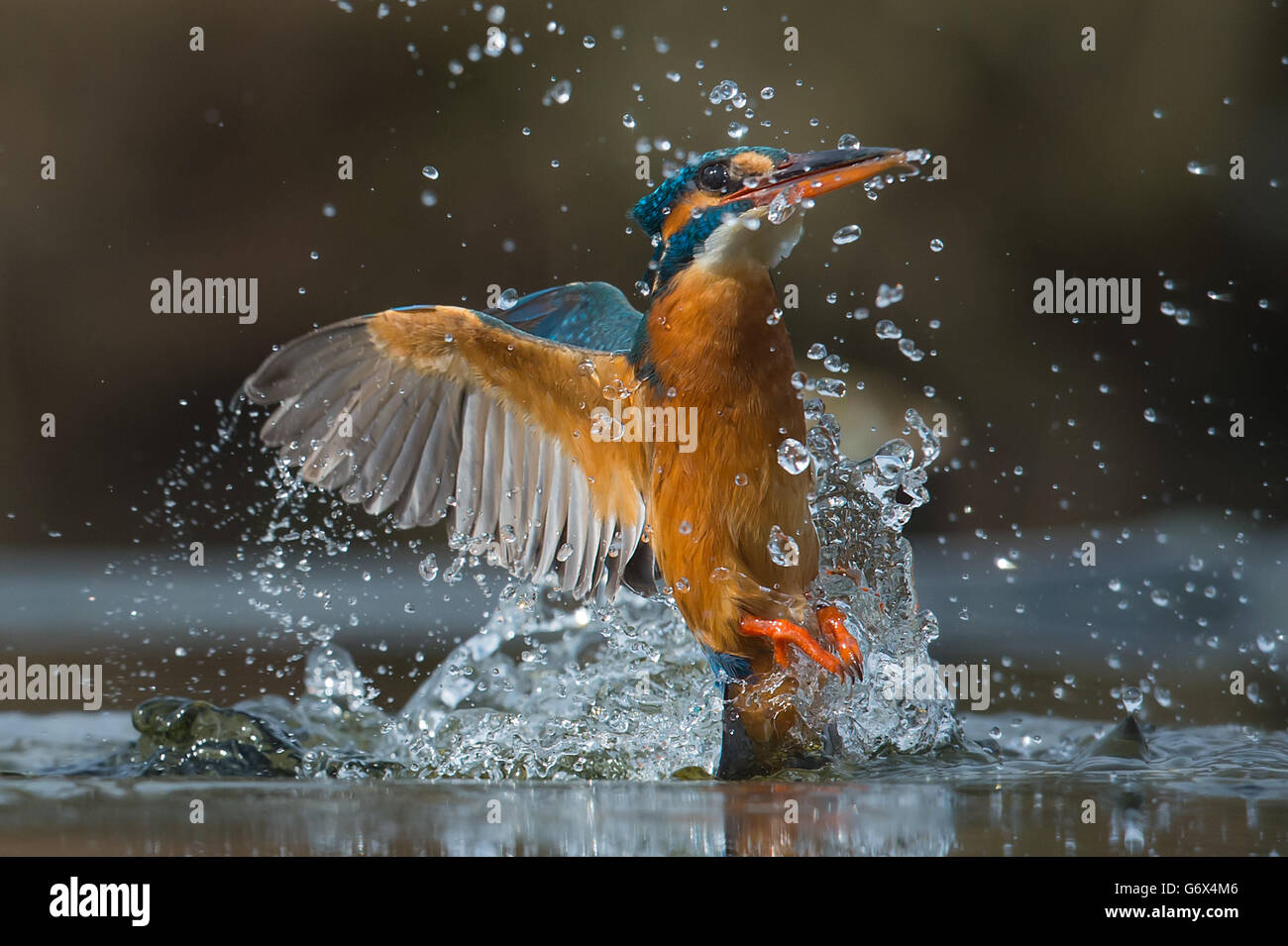 Kingfisher commun émergeant de l'eau Banque D'Images