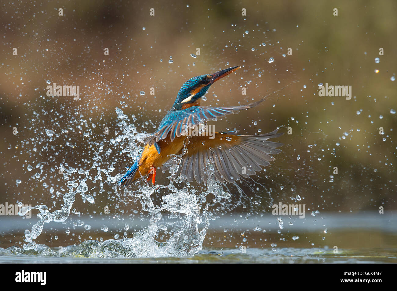 Kingfisher commun émergeant de l'eau Banque D'Images