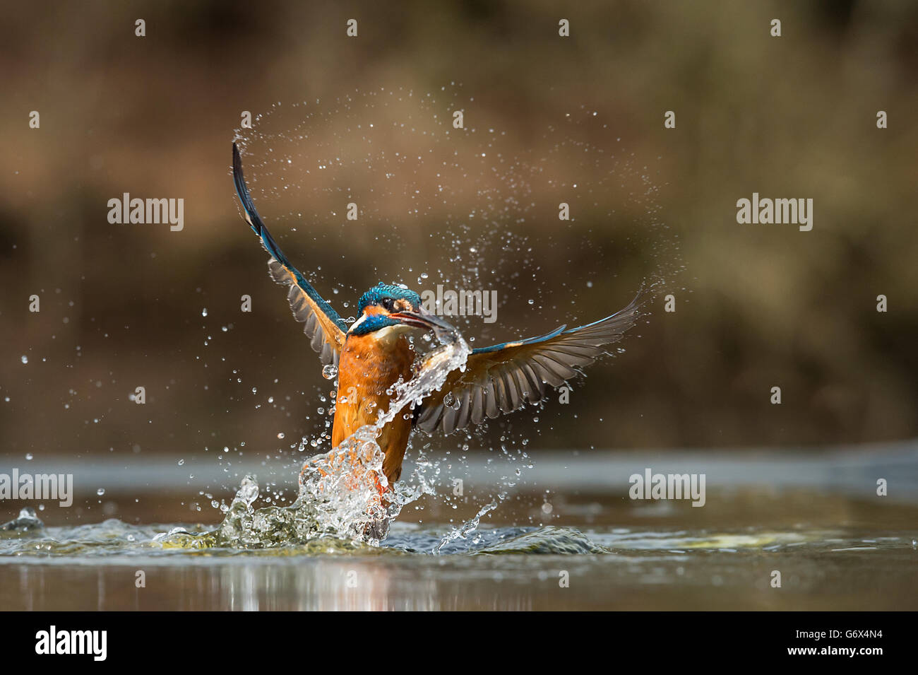 Kingfisher Banque D'Images