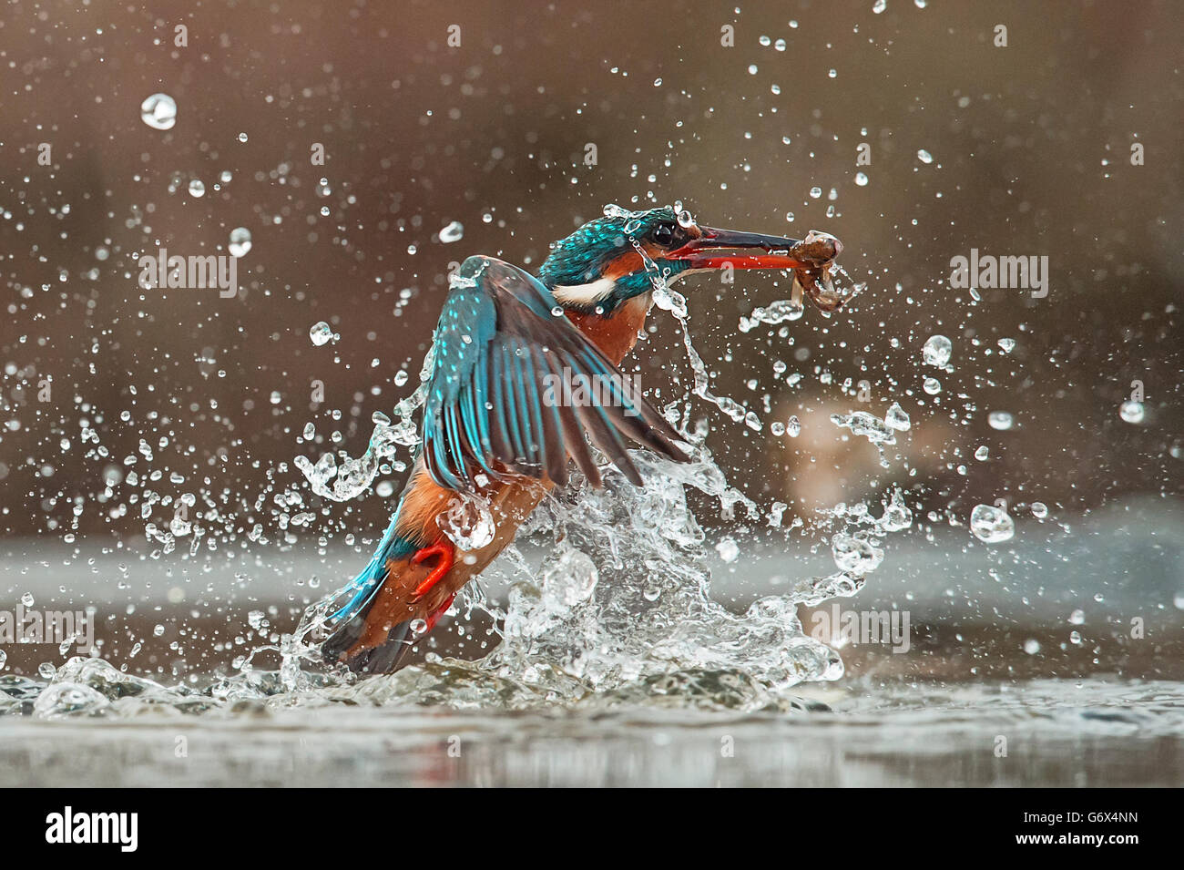 Kingfisher commun plongée Banque D'Images