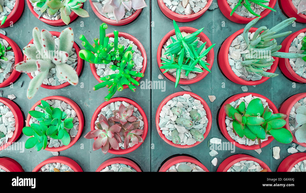 Plante succulente cactus en Pot de fleur, télévision non spécialistes - le ton des couleurs Banque D'Images