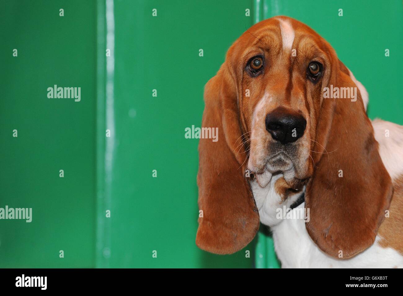 Un chien de bassett nommé Bob Dylan regarde de son stylo pendant le deuxième jour de Crufts 2014 au NEC, Birmingham. Banque D'Images