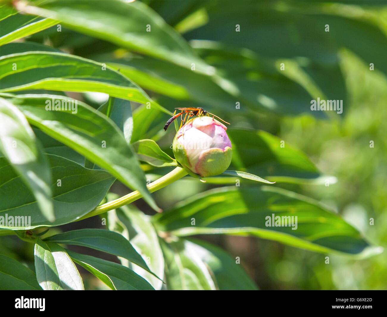 Bourgeons pivoine avec guêpe parasite Banque D'Images
