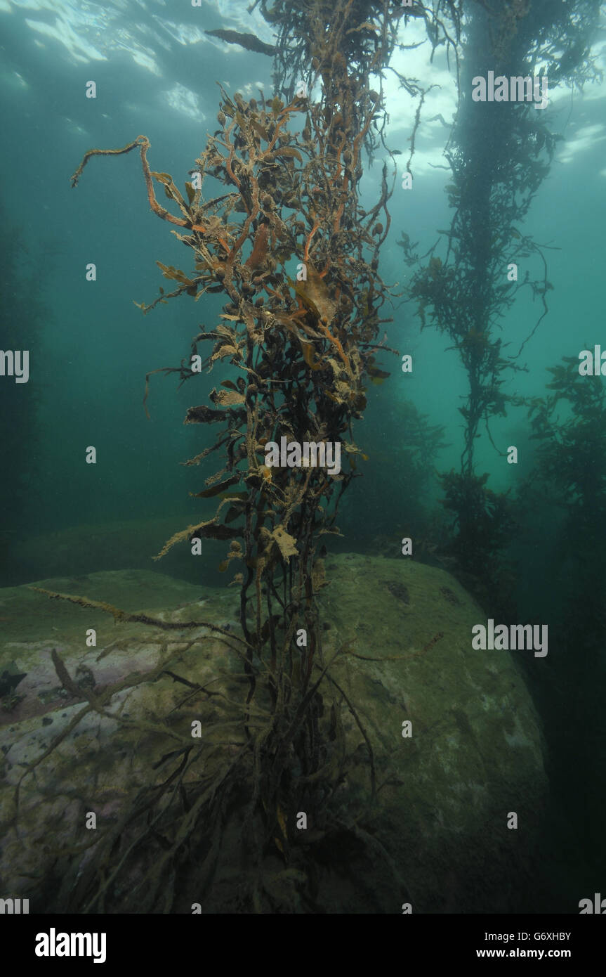 Les plantes qui atteint la surface de rappeler à distance de magnifiques forêts de varech de la Californie et de la Tasmanie. Banque D'Images