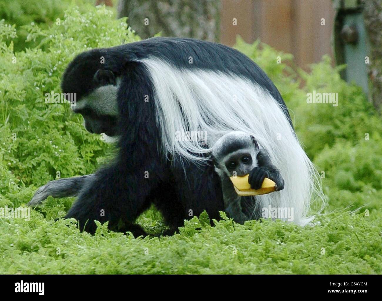 Un Singe Colobus Adulte Se Nourrit Alors Que Ses Jeunes Mangent Une Banane Au Zoo De Dublin A Dublin Le Bebe Singe Ne En Mars Est Encore Sans Nom Et Sans Sexe