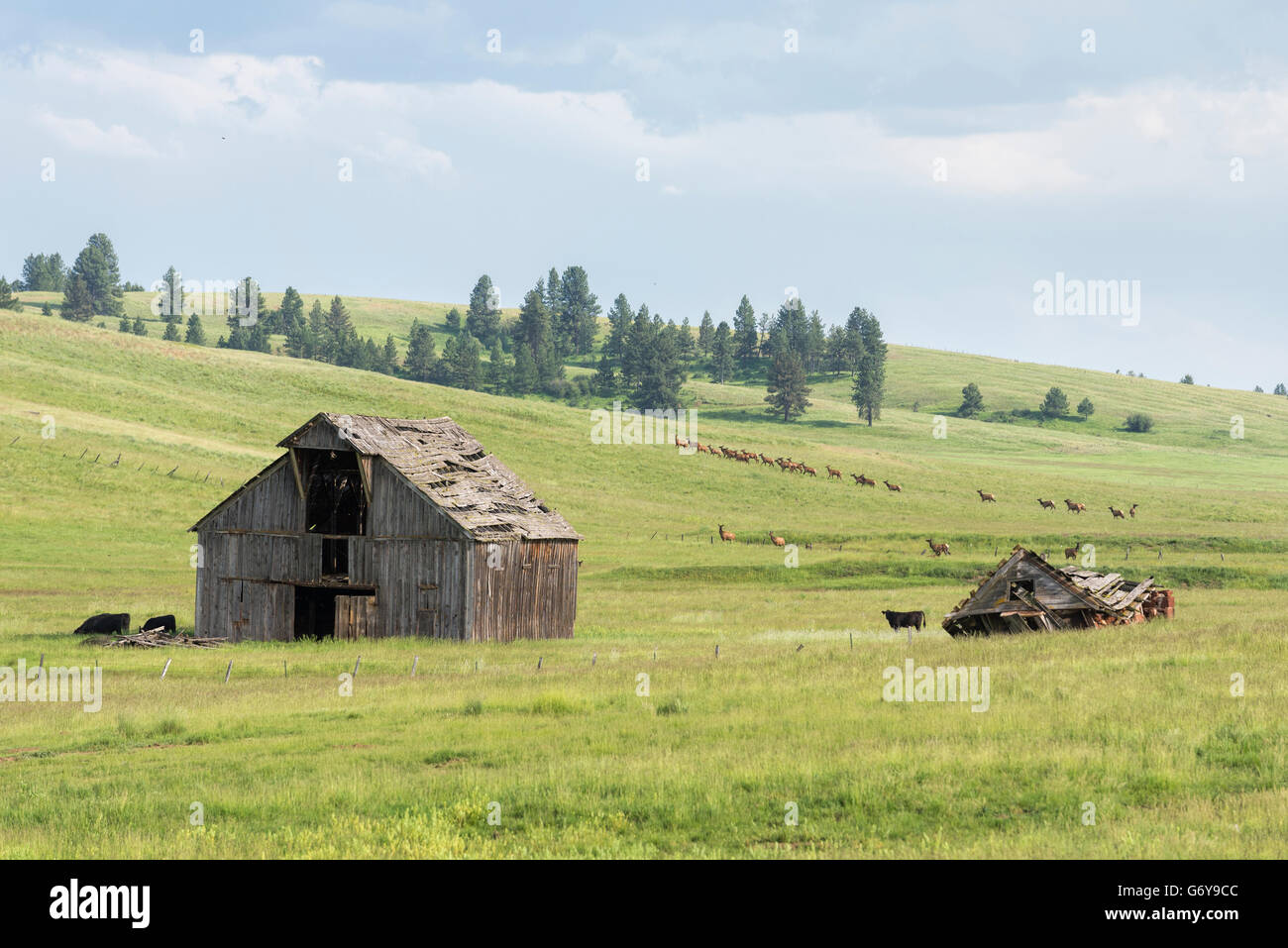 Le Wapiti et vaches qui paissent à proximité d'une ancienne grange sur Oregon's Zumwalt Prairie. Banque D'Images