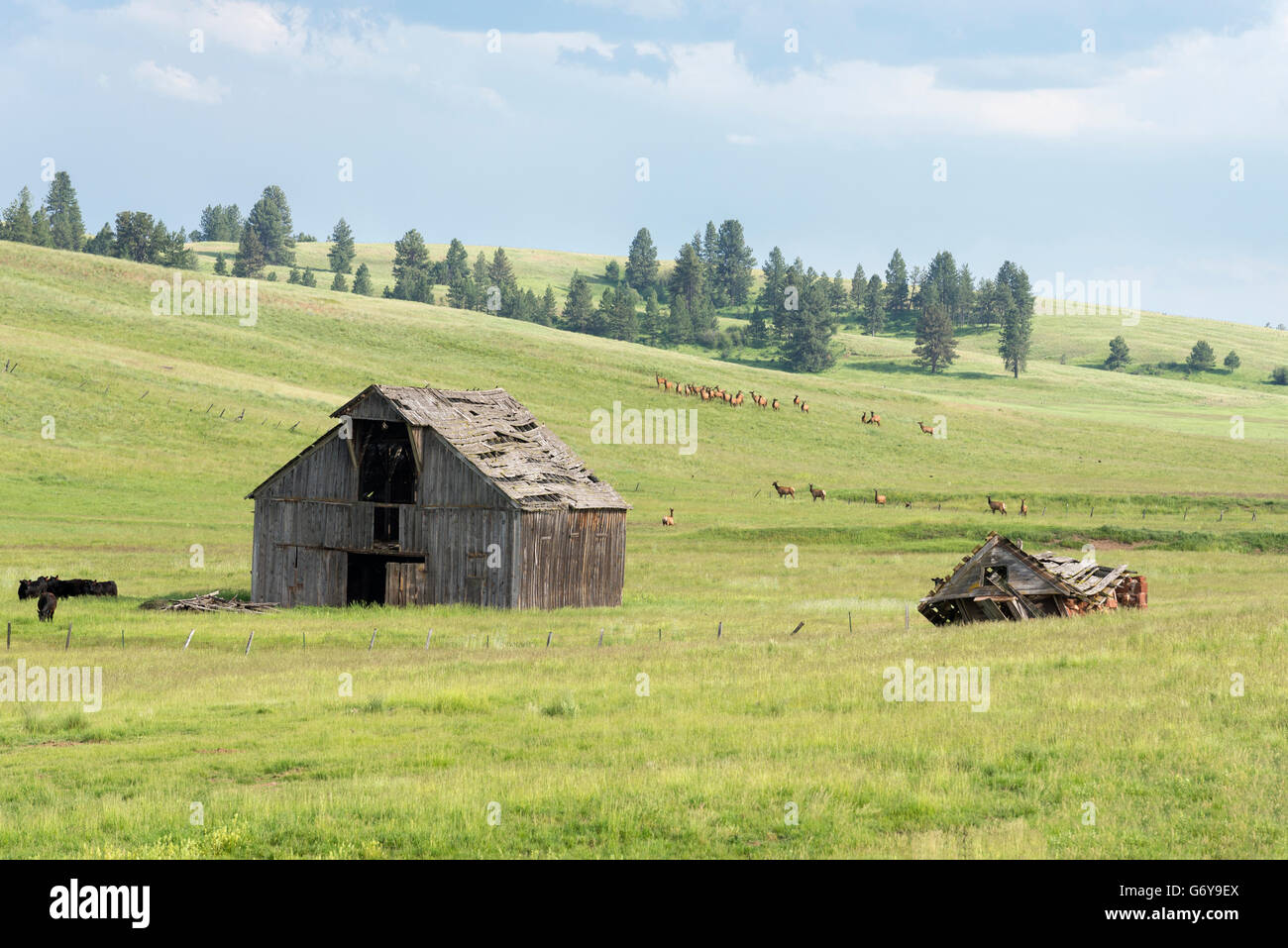 Le Wapiti et vaches qui paissent à proximité d'une ancienne grange sur Oregon's Zumwalt Prairie. Banque D'Images