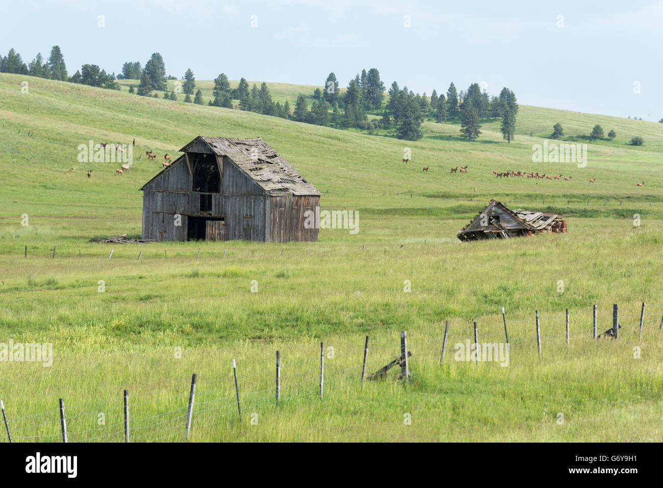 Troupeau de vache et pâturage elk veau près d'une ancienne grange sur Oregon's Prairie Zumwalt. Banque D'Images