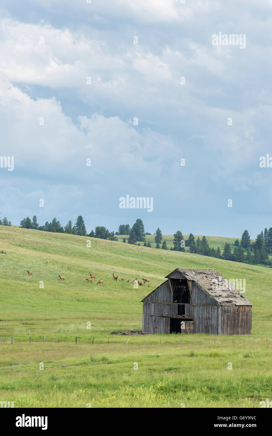 Troupeau de vache et pâturage elk veau près d'une ancienne grange sur Oregon's Prairie Zumwalt. Banque D'Images