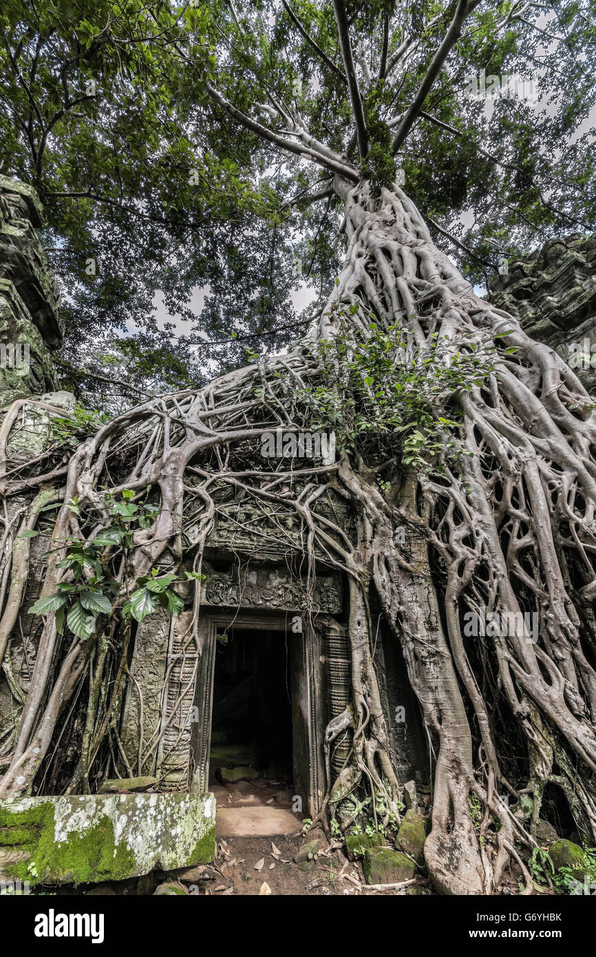 Strangler fig de plus en plus, la porte du temple Ta Prohm, près de Siem Reap au Cambodge Banque D'Images