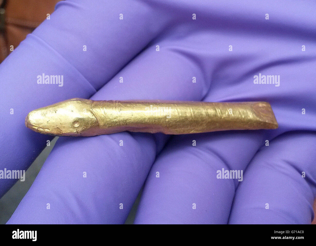 Un poisson doré rare, que les experts croient, fait partie d'une boucle de  ceinture ornée, découverte par Barry Shannon lors de la détection de métal  sur la ferme de sa tante à