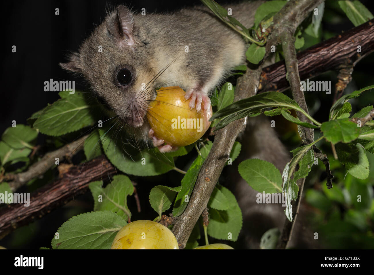 Loir gras (Glis glis) dans mirabelle arbre, Basse-Saxe, Allemagne Banque D'Images