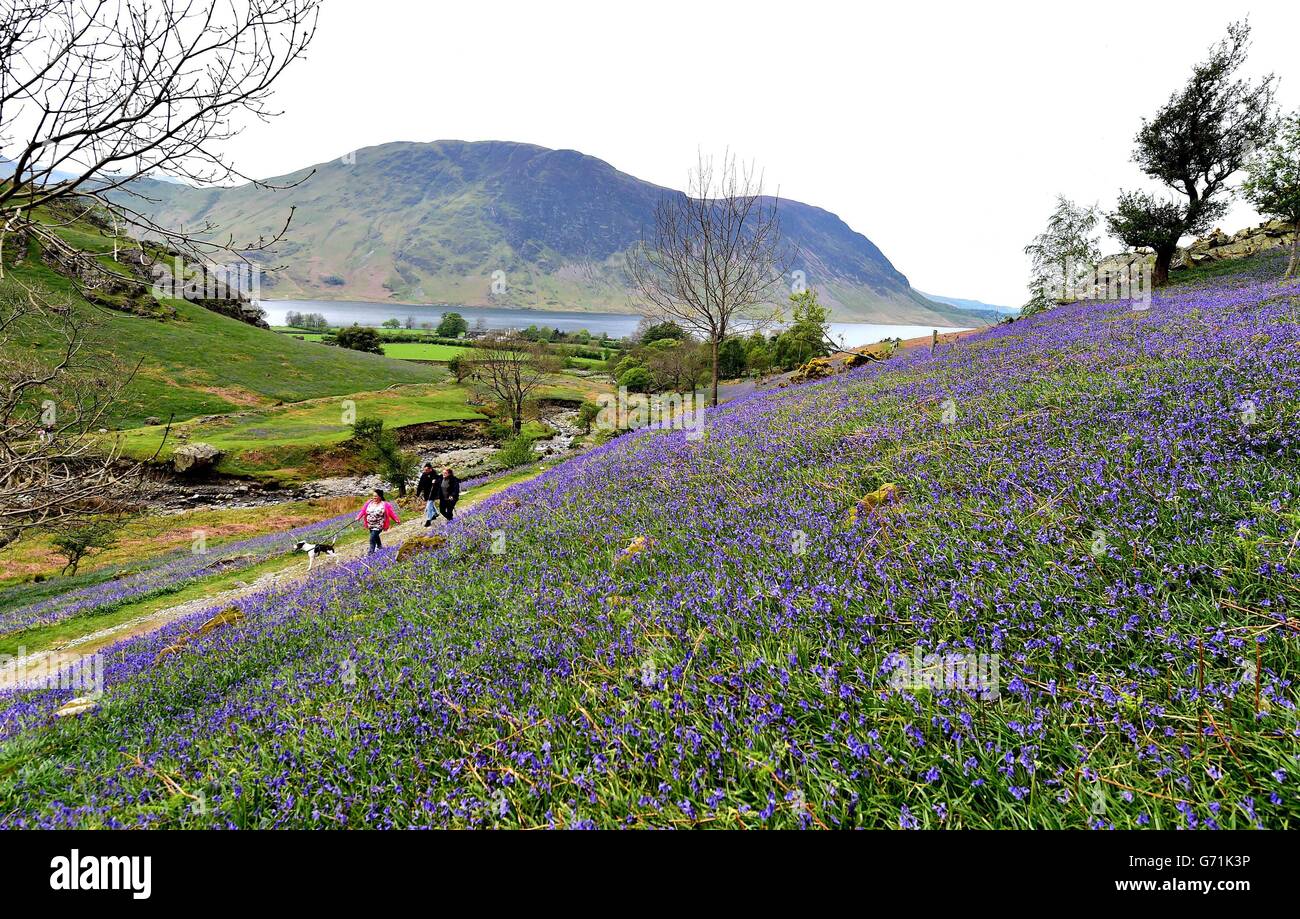 Les gens apprécient une promenade dans les cloches sur la banque lundi de vacances à Rannerdale près de Buttermere dans Cumbria. Banque D'Images