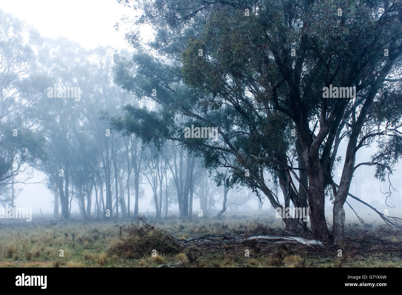 Tôt le matin, promenade dans la campagne dans le brouillard et le gel. Faible visibilité Banque D'Images