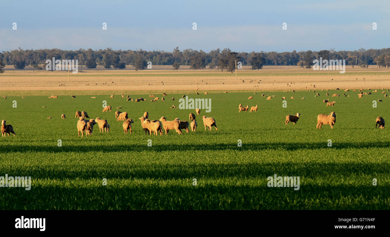 NSW Australie occidentale paddock de moutons Banque D'Images