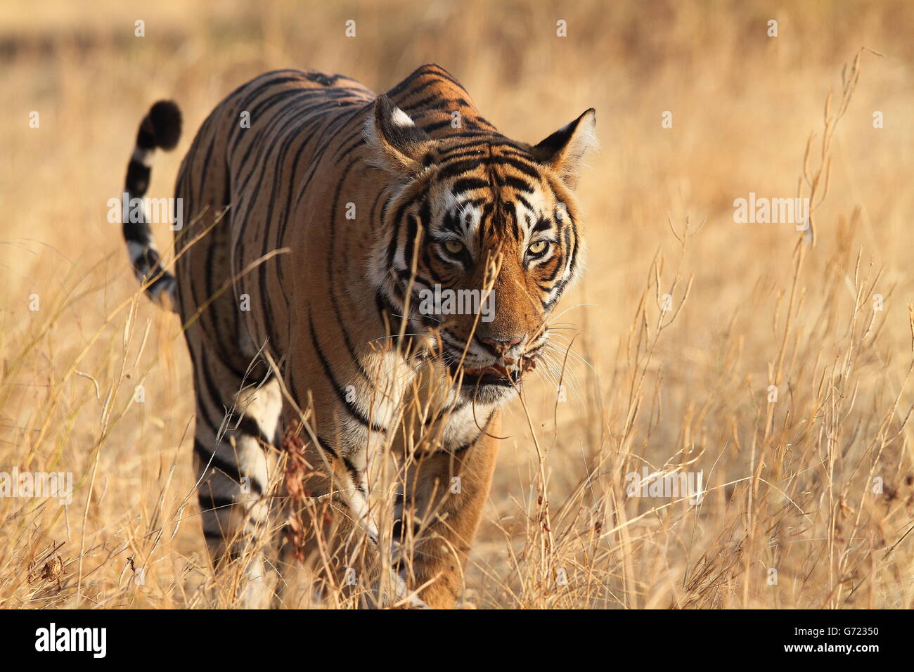 Tigre du Bengale Royal marche sur la tête Banque D'Images