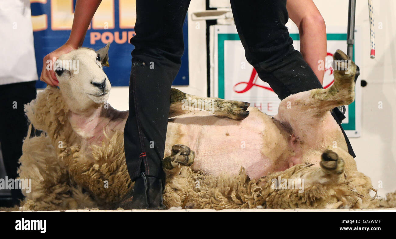 Ciseaux d'or aux Championnats du Monde de TONTE DE MOUTONS Banque D'Images