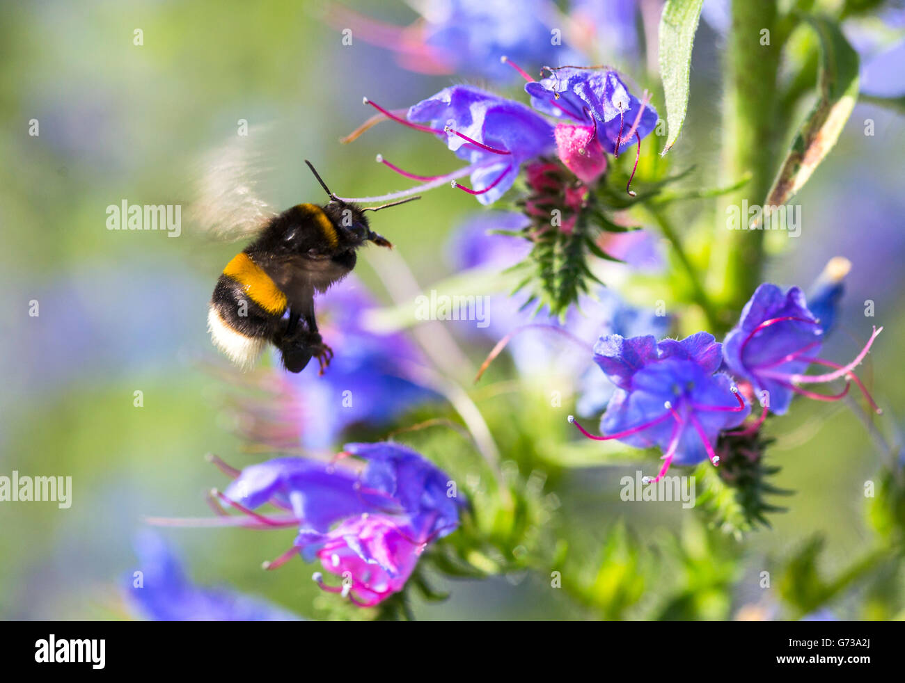 L'abeille parmi les fleurs Banque D'Images