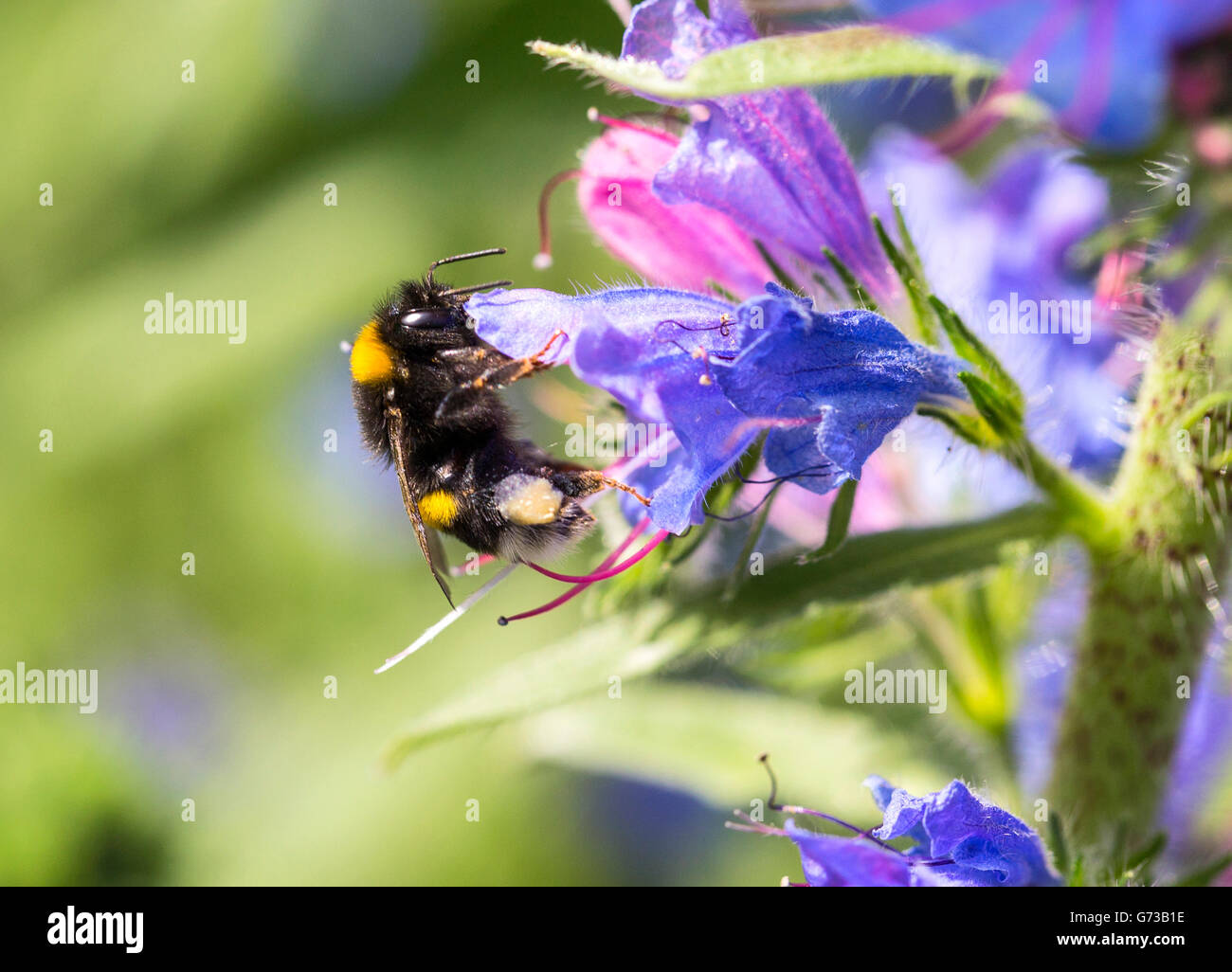 L'abeille parmi les fleurs Banque D'Images L'abeille parmi les fleurs Banque D'Images