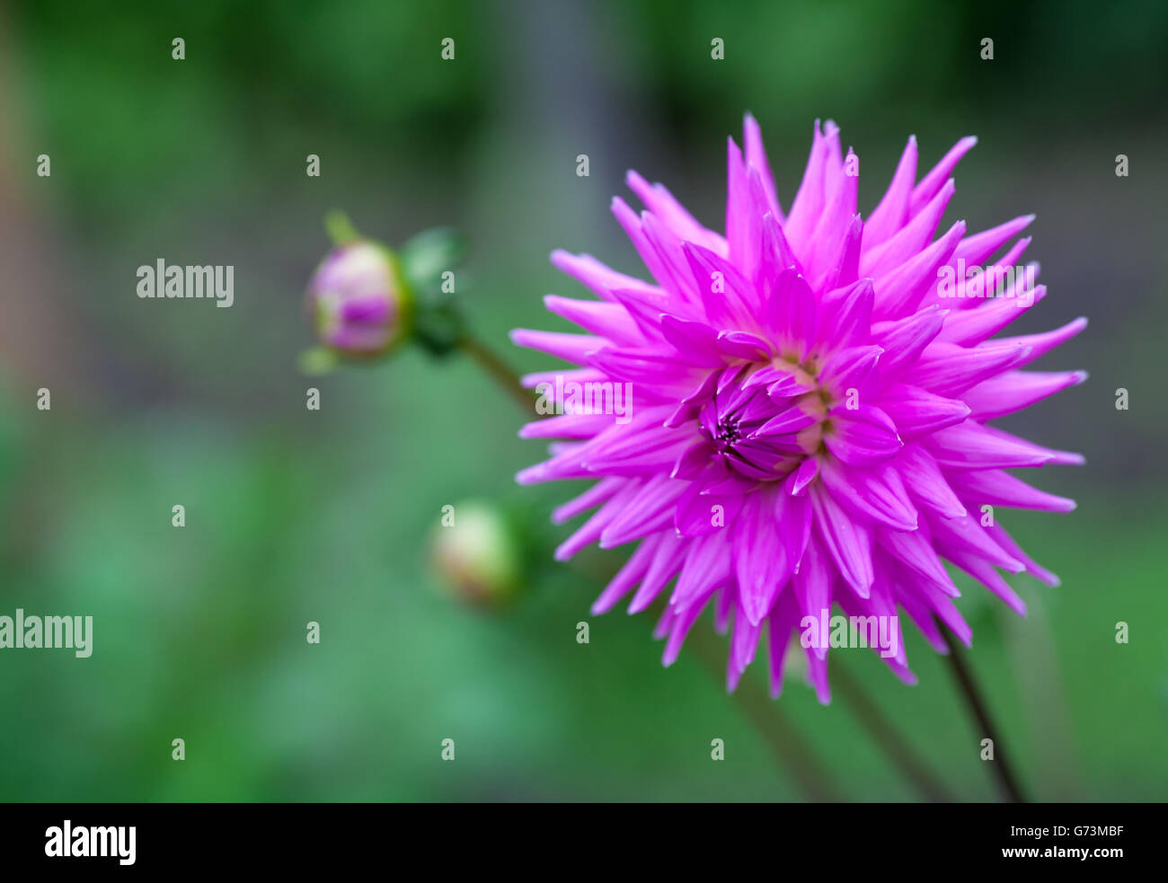 Dahlia rose fleur en pleine floraison libre Banque D'Images